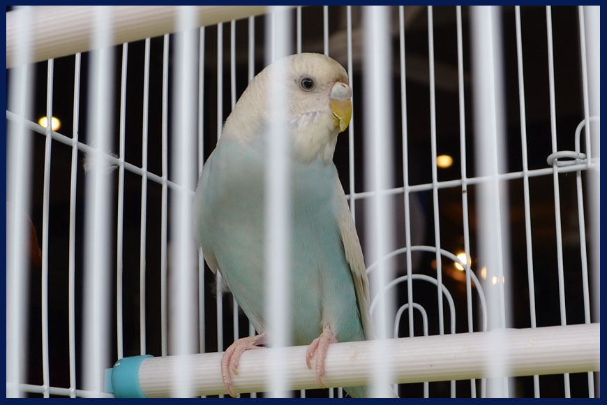 Птицы Тайланда - попугай в клетке