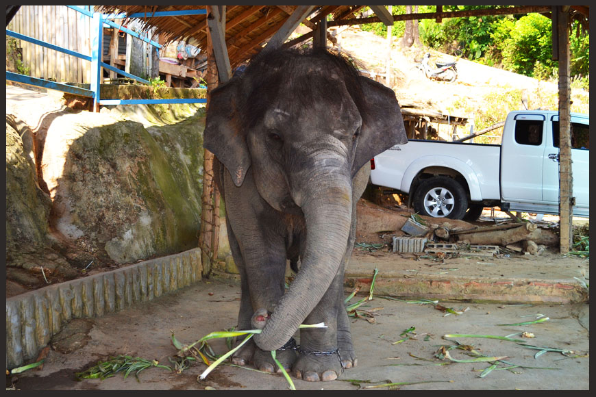 slon-v-Tailande