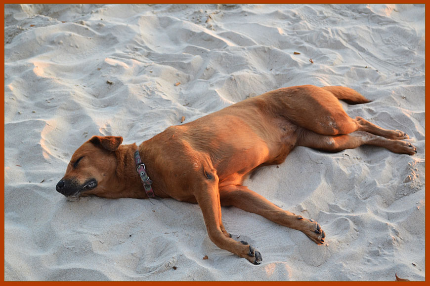 Животные Тайланда - собака на пляже